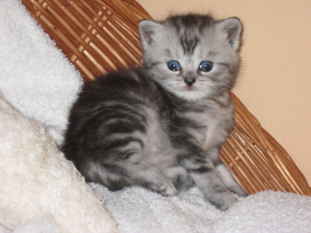 Britisch Kurzhaar (Whiskaskitten) - British Kurzhaar - Perach