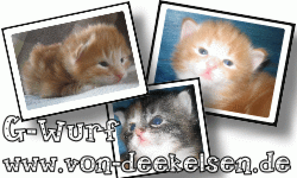 Norwegische Waldkatzenbabys - Norwegische Waldkatze - Kappeln