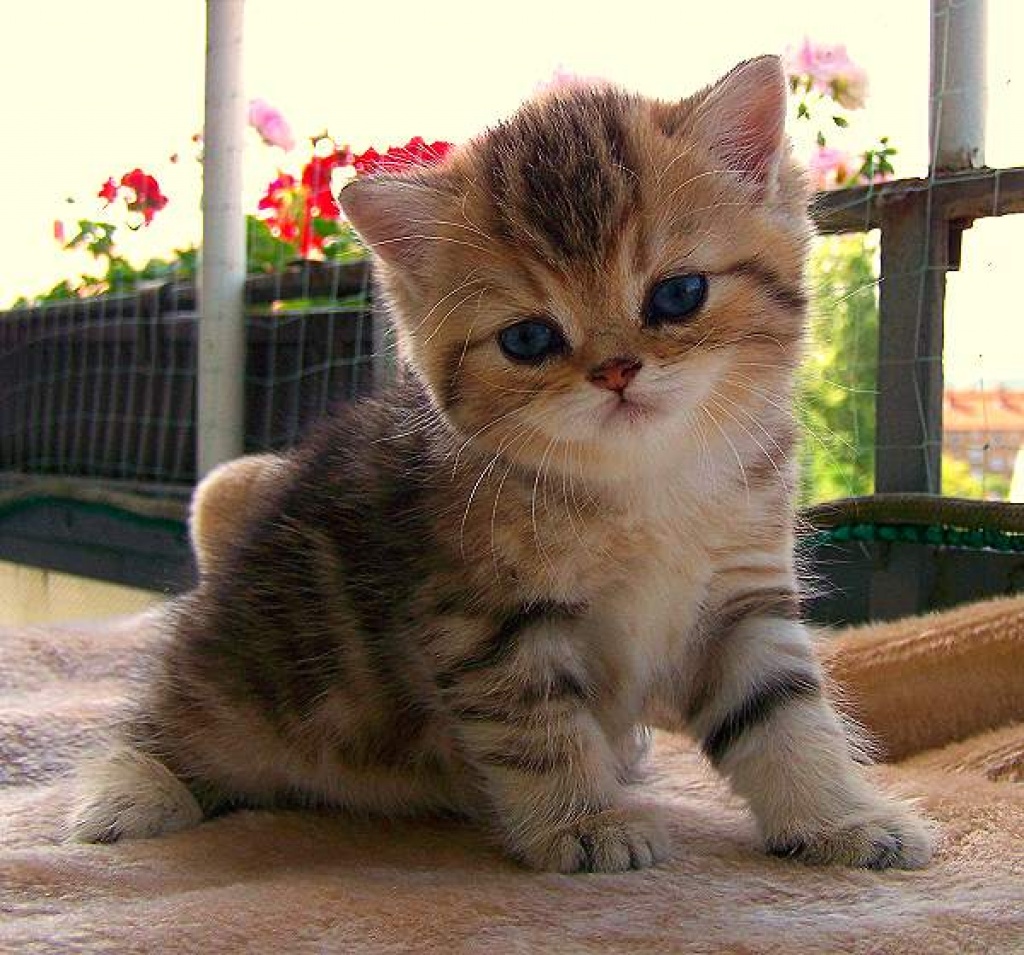 Verschmustes Exotic Shorthair Babys - Exotic Shorthair - Gardelegen