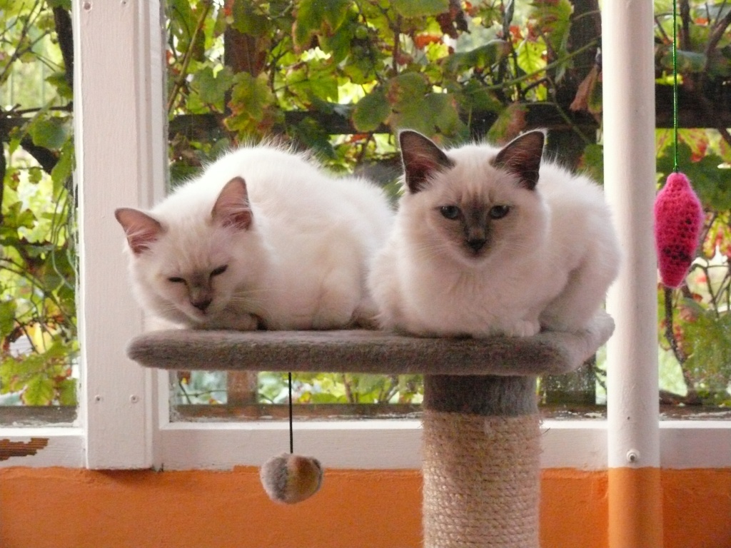 Stopp!!!! Hier suchen 2 Hl. Bimchen euch zum Kuscheln!!!!!!!!!!!! - Birma - Berlin