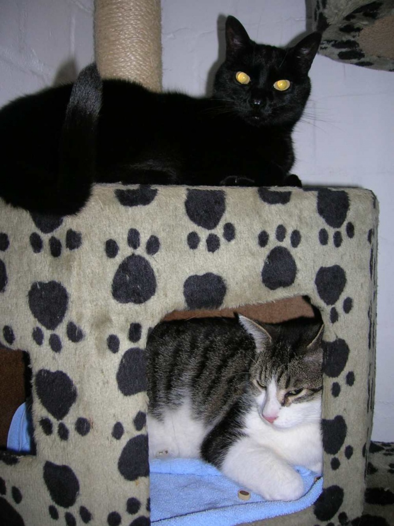 Lucy, das Schicksal schlug zu! - Hauskatzen - Oberhausen