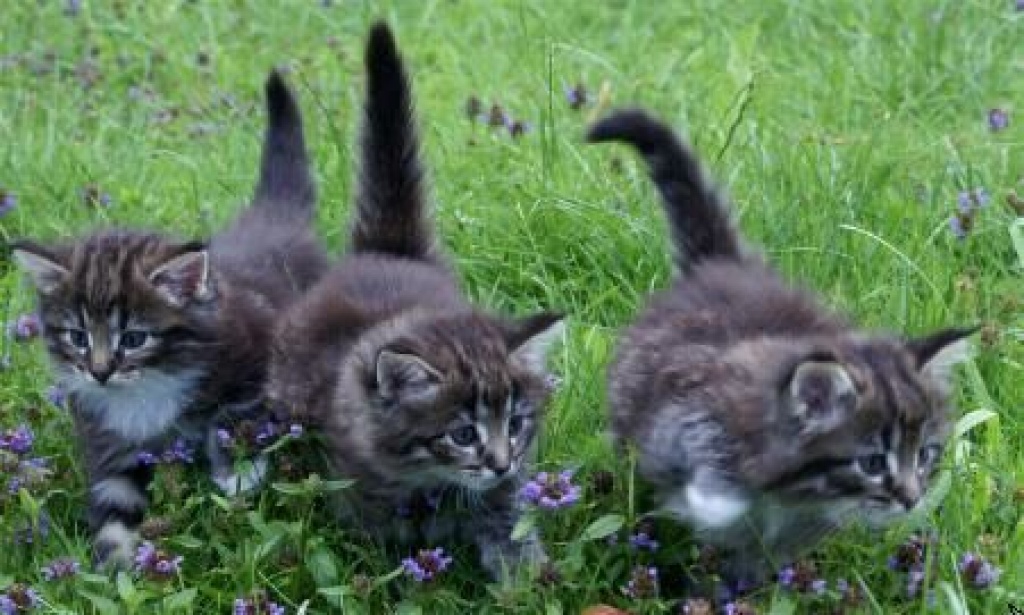 Norwegische Waldkatzen - Norwegische Waldkatze - Reisbach