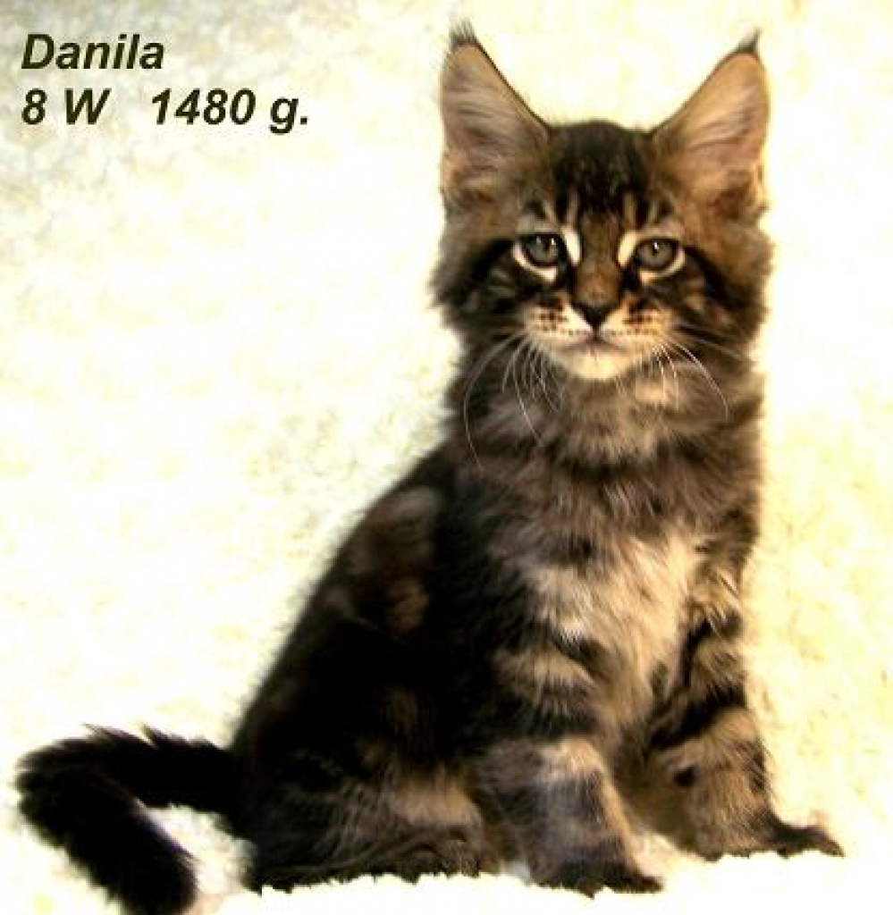 Wir haben Maine Coon Kitten ! - Maine Coon - Warendorf