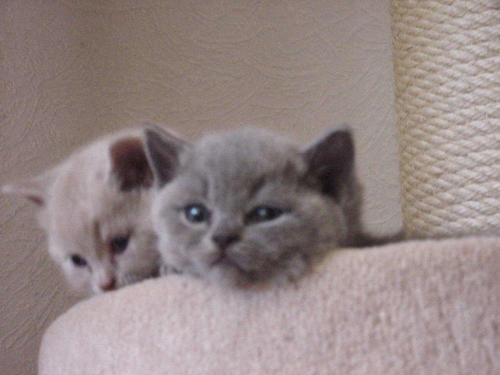 Tolle typvolle BKH-Babies in silver-tabby, blue u. lilac - British Kurzhaar - Nähe Hermsdorfer Kreuz