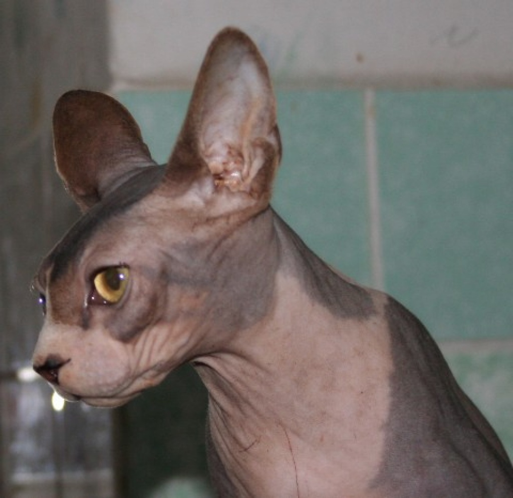 SPHYNXKATERCHEN - Sphynx - Schwarzenberg Erzgebirge