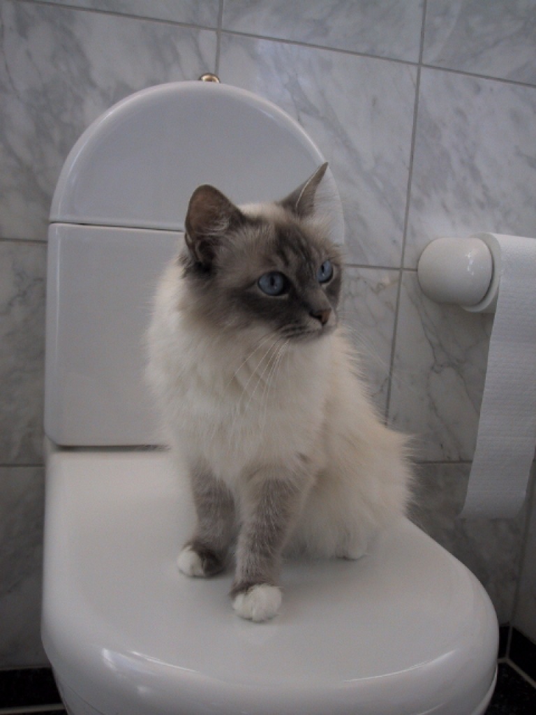 Suche HL Birma Deckkater ohne Papiere - Birma - Nürnberg