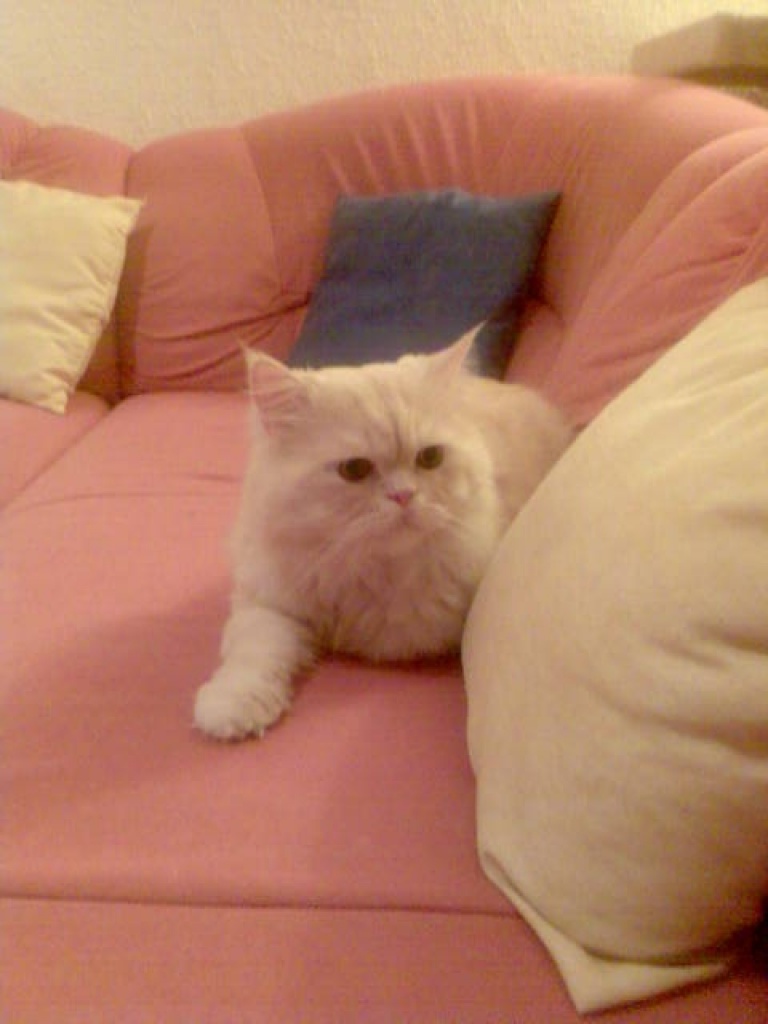 Cremfarbener Perserkater - Perser - Eltville am Rhein