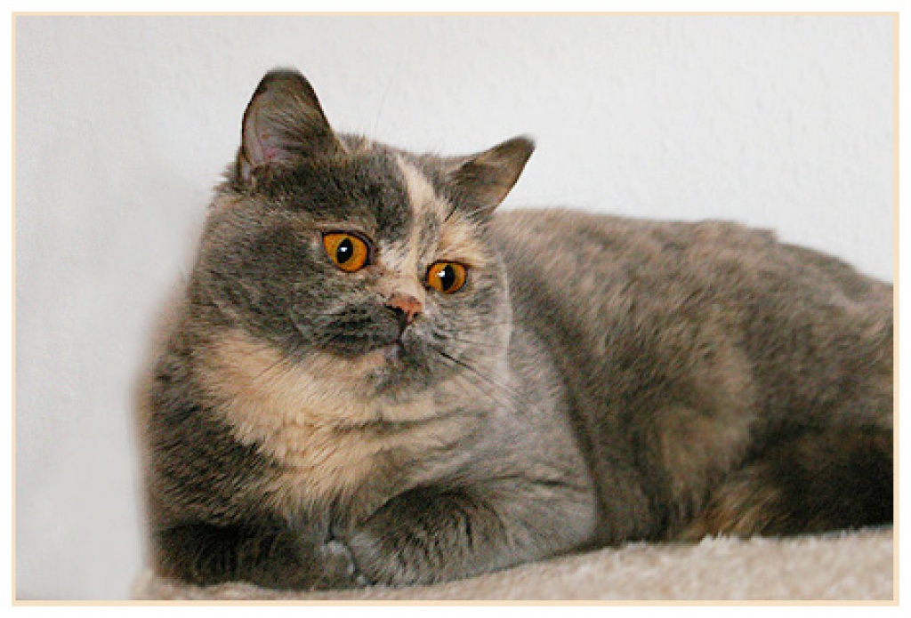 Hallo, ich heiße Luka ... - British Kurzhaar - Berlin