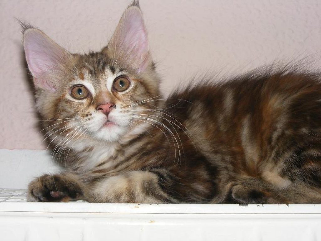 Buntes Maine Coon Mädchen aus Gelsenkirchen - Maine Coon - Gelsenkirchen
