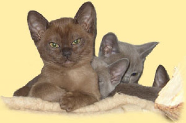 Burmakatzen und Kitten Burmese in brown & blue - Burma - 