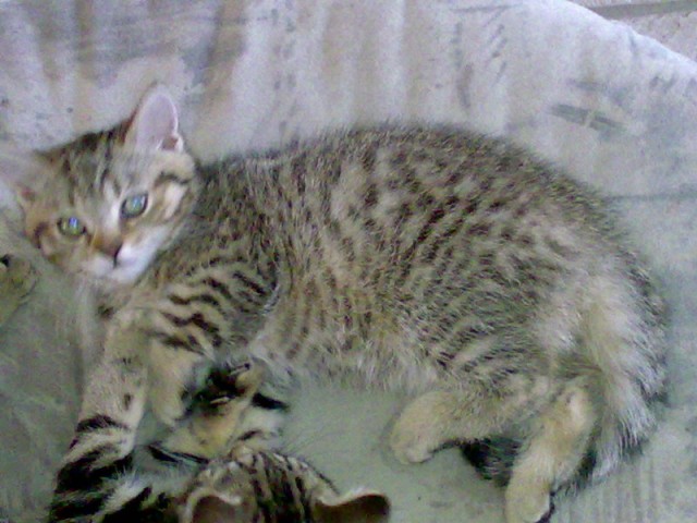 Britisch Kurzhaar Kätzchen Gold.Tabby (Whiskas) 13 Wo. Alt - British Kurzhaar - Goch