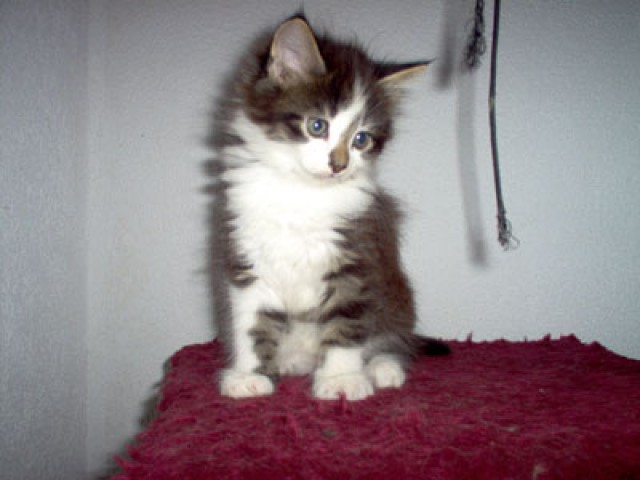 Maine Coon Katerchen - Maine Coon - Warpe