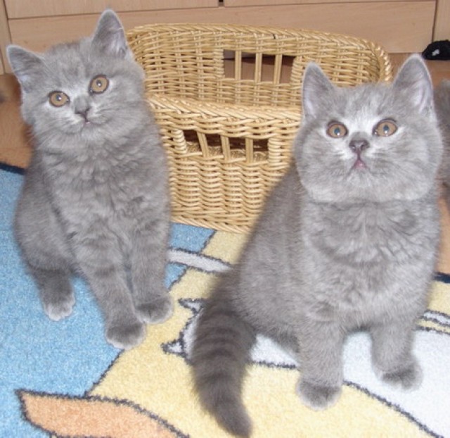 2 süße BKH Kartäuser  Babys suchen noch Adoptiveltern - Kartaeuser - Heiligenhaus