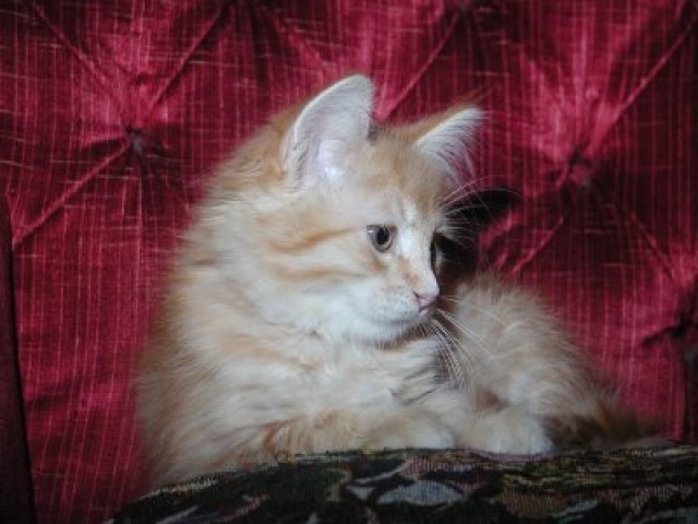 Sibirisches Katzenbaby - Sibirische Katze - Waldbreitbach