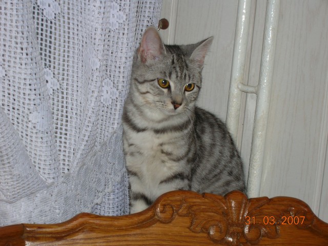 Suche Deckkater - Mischling - Peine
