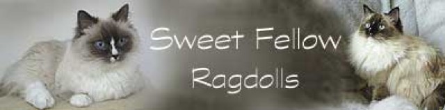 Ragdollkätzchen Sweet Fellow - Ragdoll - Magdeburg