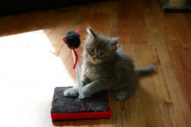 Traumhaftes blaues Maine Coon Katerchen - Maine Coon - Laußnitz