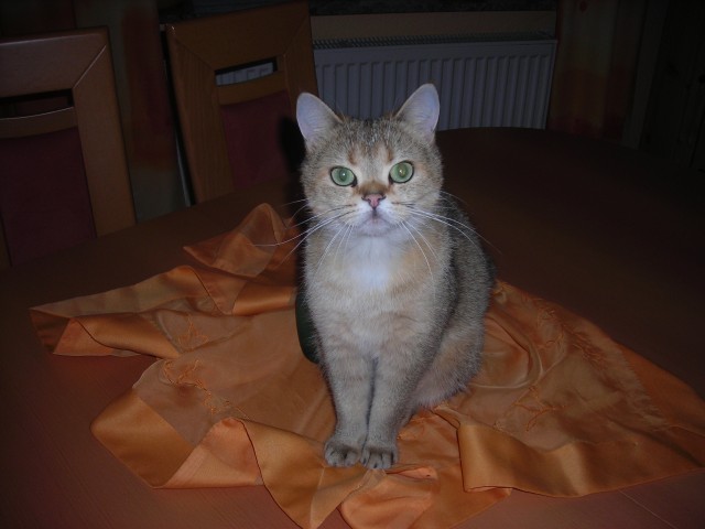 BKH-Kätzin, golden shadow, mit Papieren - British Kurzhaar - oberahr