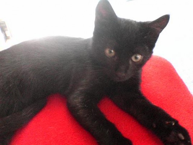 Kleiner schwarzer Kater sucht neues Zuhause - Hauskatzen - Fulda