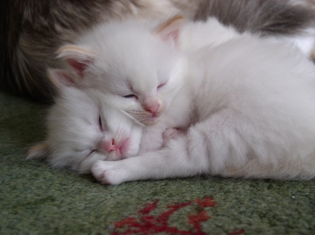 Ragdollbabys - Ragdoll - Krefeld