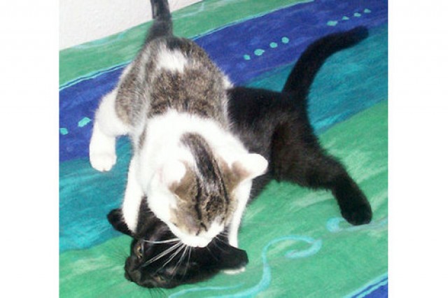 Süßes Katzenpäärchen sucht dringend neues Zuhause! - Hauskatzen - Stolberg