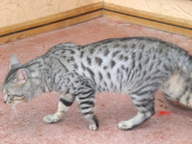 Bengal Kater in silver rosetted - Balinesen - Leverkusen