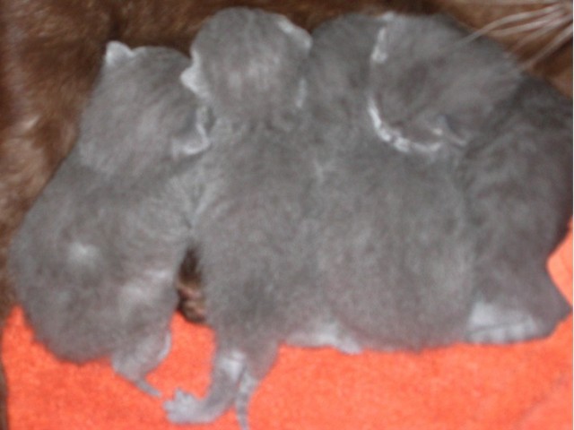 Kartäuser-Kitten, 1 Kater und 4 Katzen - V: Int. Champion - Kartaeuser - Bramsche
