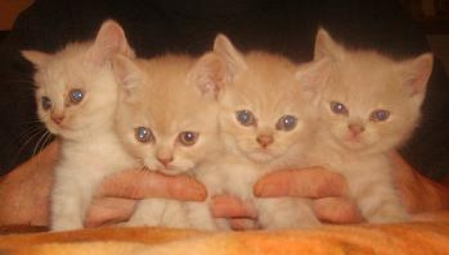 Süße BKH Kitten - British Kurzhaar - Mülheim an der Ruhr