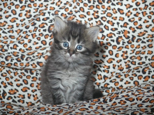 Sibirische Katzenbabies vom Ohlenberg - Sibirische Katze - 56588