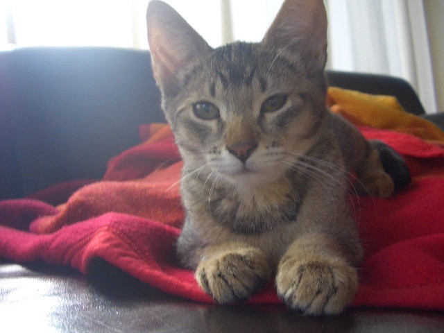 Somali Bombay Kittenmix Handaufzucht - Somali - Geldern-Kapellen