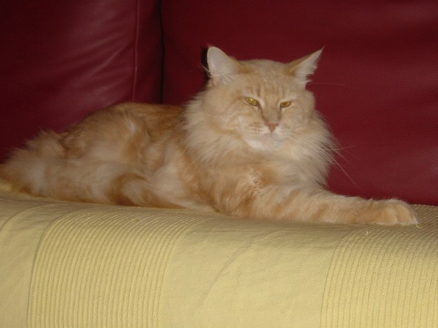 Maine-Coon´s vom Römertal - Maine Coon - Duisburg-Laar