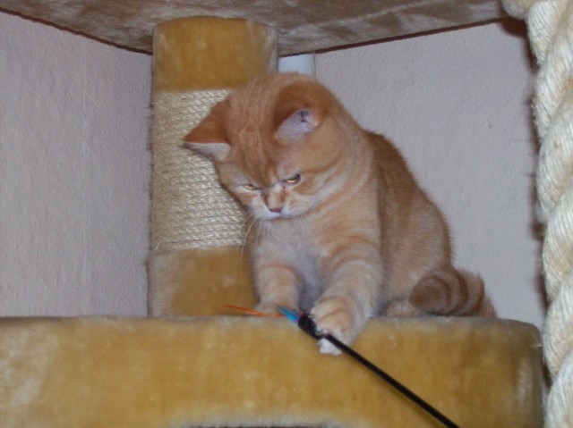 BKH-Katzen aus Hobbyzucht - British Kurzhaar - Altena