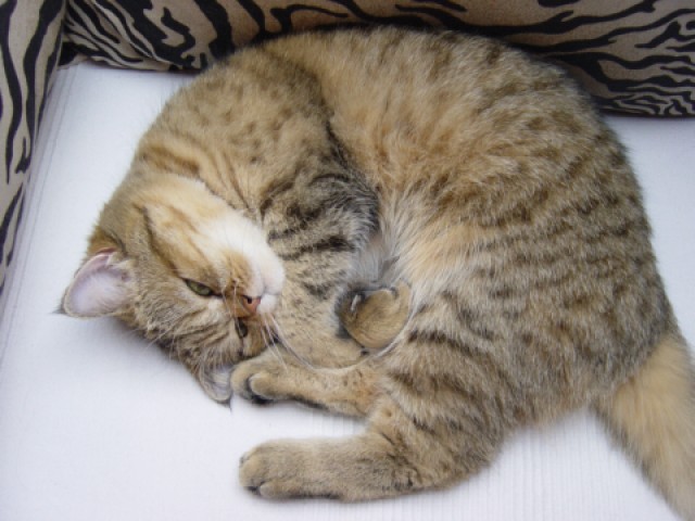 Suche Deckkater - Exotic Shorthair - Chemnitz