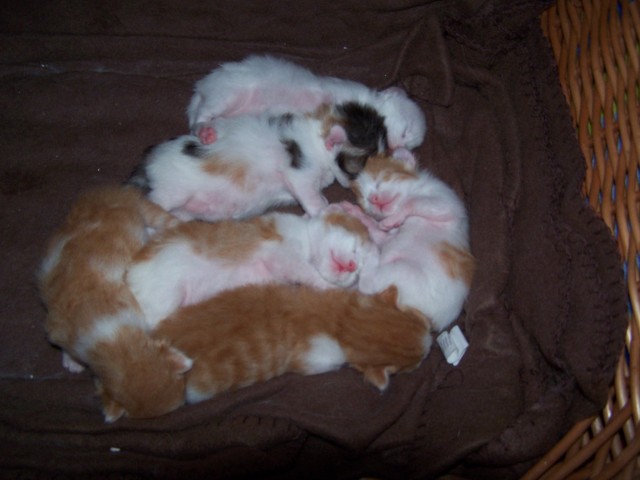 Türkisch Van - Katzen Sonstige - Falkenberg