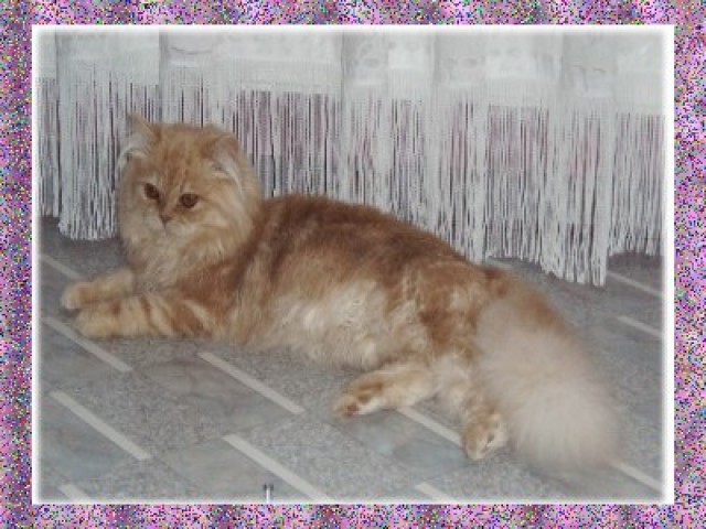  Perser Deckkater - Perser - Soest