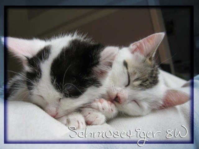 Süße Rassemix Kitten Ragdoll / EKH suchen neues Zuhause! - Ragdoll - Vordorf ( BS / GF )