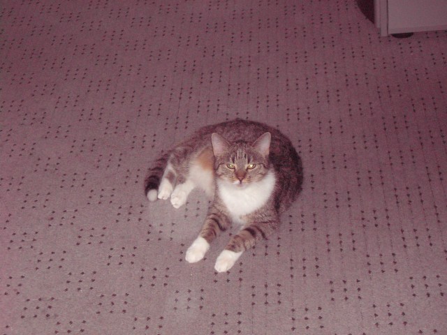 Suche netten Katter in Aachen - Deckkater - aachen