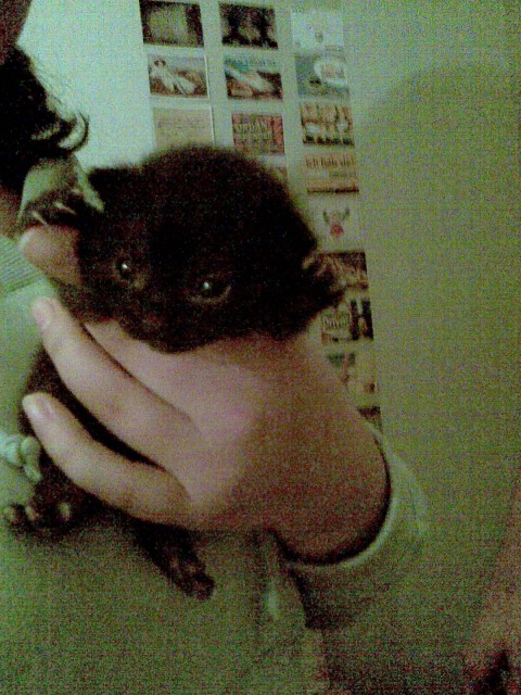 2 süße Kätzchen suchen neues zu Hause - Hauskatzen - Greifswald