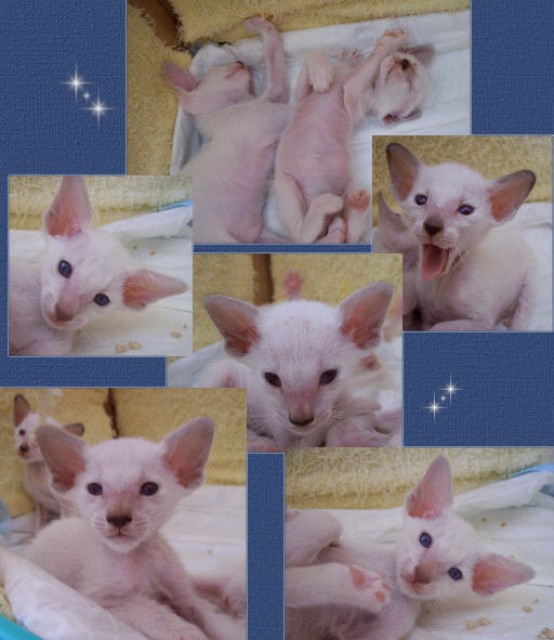 TuSaoVang Siamesen - Siam - Cottbus