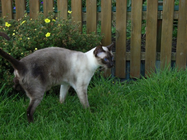 Siam-Deckkater - Siam - Kassel