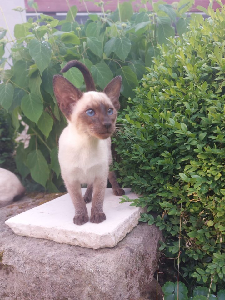 Reinrassige Siam Kitten - Siam - Burgoberbach