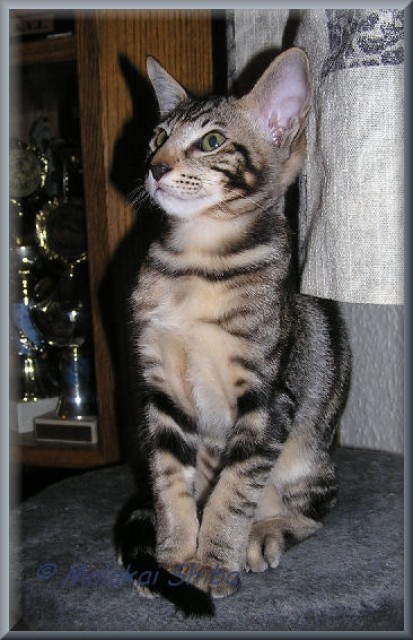 Orientalen Babies von Malakai Shiba - Orientalische Kurzhaar - Troisdorf
