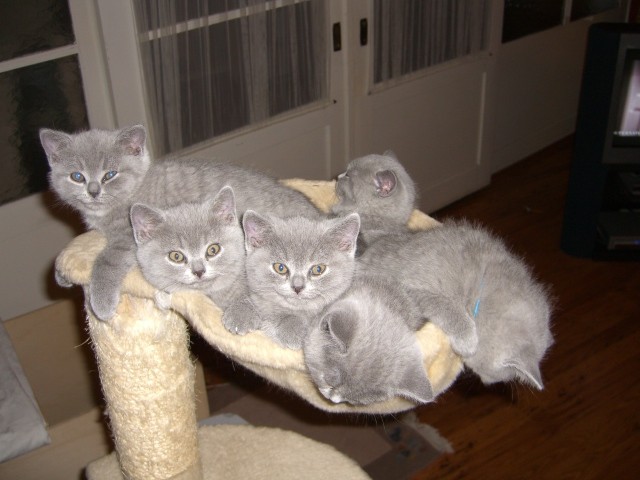 Süsse BKH-Babies abzugeben - British Kurzhaar - Freinsheim