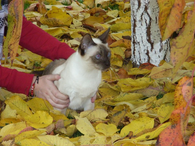 Bildschöne-Siamkatze - Siam - Kassel