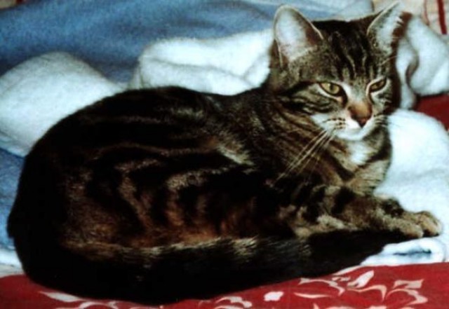 Katze entlaufen - Hauskatzen - Köln