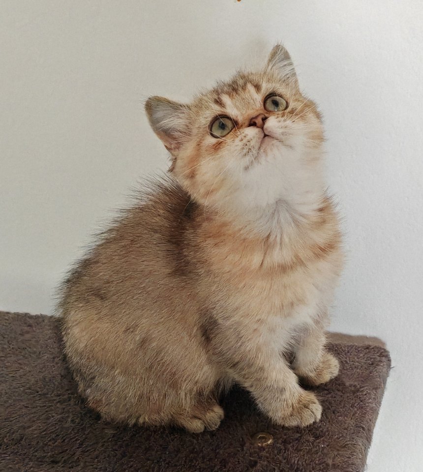 Nur noch 2 Kittens suchen liebevolle Zuhause - British Kurzhaar - Konstanz 