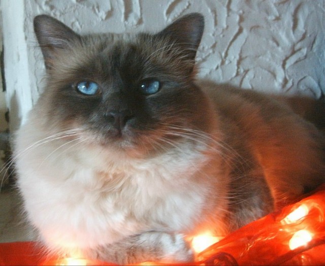 GB.GIC.Tarkusha Zachariah,Hl.Birma Deckkater,blue point.Zach hat noch Termine fr - Deckkater - Duisburg