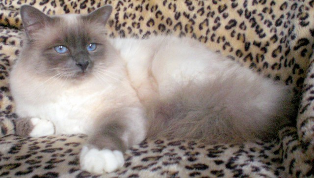 GB* Europa Champpion Tarkusha Zachariah ( Heilige Birma) hat noch Decktermine fr - Deckkater - Duisburg