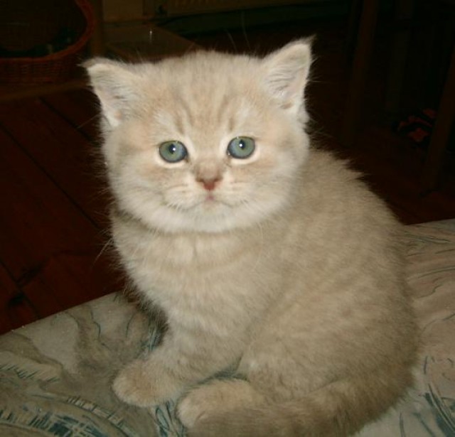 Hübsches Britisch Kurzhaar Mädchen In Lilac Mit Papieren