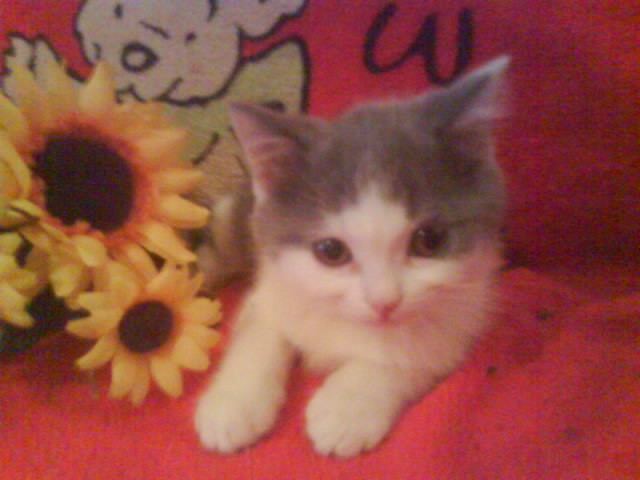 Verschmuster BKH Bube sucht ab sofort dich------------------ - British Kurzhaar - berlin